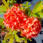 Azalka veľkokvetá (Azalea Mollis) ´GENA MAE´ - výška 50-80 cm, kont. C3L